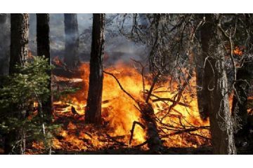 Dichiarazione stato di massima pericolosità per gli incendi boschivi